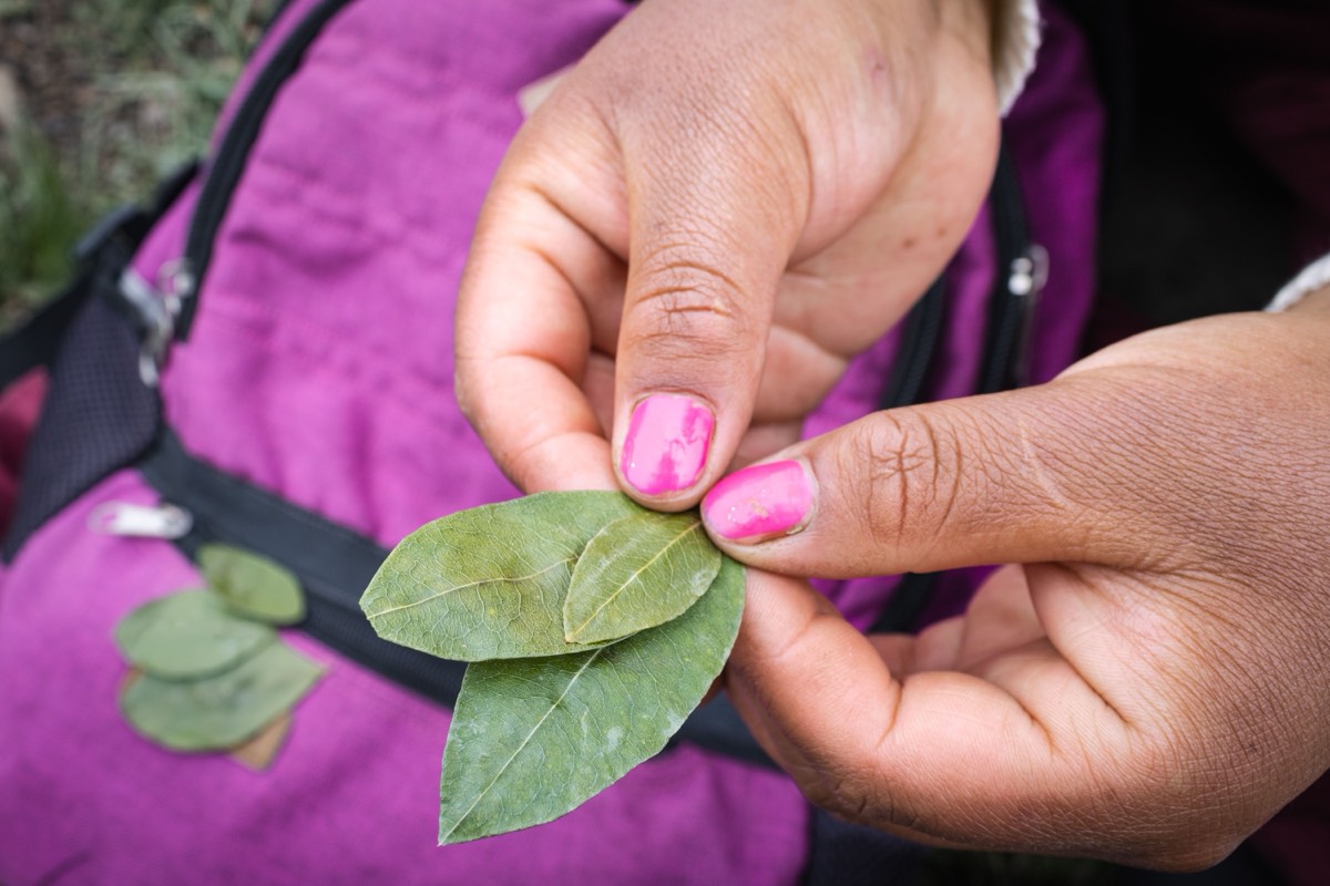 Hands holding medicinal leaves